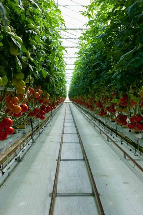 Bushel Boy Rows Tomatoes Greenhouse, Aquaponic Greenhouse Design, Hydroponic Greenhouse Design, Tomato Greenhouse, Hydroponic Gardening System, Greenhouse Vegetables, Greenhouse Farming, Commercial Greenhouse, Indoor Farming