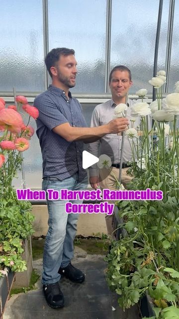 Daniel Schavey on Instagram: "When to Harvest Ranunculus Blooms Properly 👇  I used to think I would get longer base life if I harvested my ranunculus before it completely opened. I was wrong.  Alex at Biancheri say to wait until the blooms have fully Ripened or Developed in the center of the flower. Once a ranunculus is cut, it does not continue to develop.  For us to have the largest blooms, we must wait for the flowers to fully develop.  The general rule of thumb is that you want ranunculus to open and close 3 days before harvesting. Then make sure you harvest in the morning when the bloom is naturally still closed. Many growers in Italy begin ranunculus harvest very early in the day for this reason.  #letscolortheworld  #flowerfarm #ranunculus" Ranunculus Garden, Flower Growing, Rule Of Thumb, I Was Wrong, To Wait, Cut It, Flower Farm, Ranunculus, In The Morning