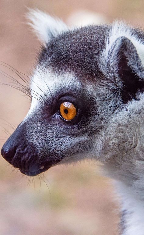 Ring Tailed Lemur, Cool Creatures, Fishing Kit, Animal Reference, Freshwater Fishing, Lovely Animals, Cute Animals Images, Animation Background, Primates