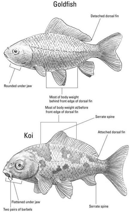 goldfish vs koi Koi Fish Types, Types Of Goldfish, Goldfish Care, Diseases Pictures, Fish Information, Goldfish Pond, Pond Fish, Koi Ponds, Ikan Koi