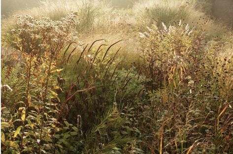 Meadow garden by Piet Oudolf. #gardenista #meadow #pietoudolf Naturalistic Planting, Naturalistic Garden, Piet Oudolf, Planting Design, Meadow Garden, Gold Award, Pasadena California, Plant Combinations, Electronic Media