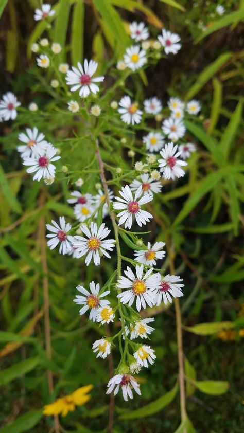 Calico Aster - (Symphyotrichum lateriflorum) | Powell's Native Wildflowers Massachusetts Wildflowers, Calico Aster, Not Deer, Flower Sketchbook, Border Gardens, Tennessee Sunset, White Aster, Ag Logo, Labyrinth Garden