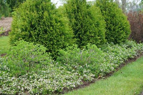 Noted for its dwarf habit, Aronia melanocarpa Ground Hug® (Black Chokeberry) is a low-growing, spreading, deciduous shrub that adds multi-season beauty to the garden. In spring, a profusion of small, white flowers are borne in small clusters above the foliage. They are followed by round, dark purple berries. Hungry birds and other wildlife feast on them. The foliage of elliptic, finely toothed, lustrous leaves is bright green in spring and summer before turning bright shades of red and orange Black Chokeberry, Garden Retreat Ideas, Aronia Melanocarpa, Landscaping Shrubs, Plant Palette, Big Leaf Hydrangea, Bog Garden, Screen Plants, Native Plant Gardening