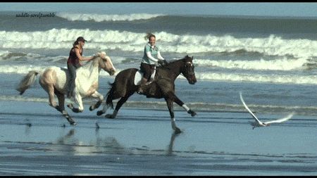 amazing animated GIF Horse Gif, Horses On The Beach, Horse Videos, Horse World, All The Pretty Horses, Horse Jumping, Horse Equestrian, Equestrian Life, Equine Art