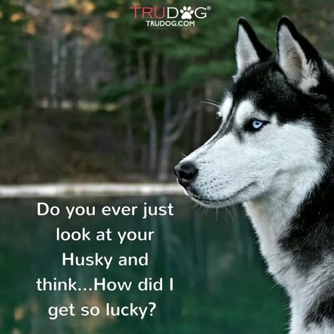 Husky Quotes, Huskies Puppies, Husky Humor, Husky Baby, Siberian Husky Funny, White Siberian Husky, Husky Pics, Husky Funny, Cute Husky