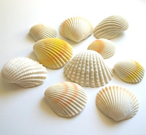 Chocolate filled seashell candy! http://beachblissliving.com/seashell-chocolate-candy/ Candy Seashells, Chocolate Filled Candy, Sand Castle Cakes, Seashell Chocolates, Vintage Nautical Wedding, Filled Candy, Realistic Cakes, Clam Shells, Cake Decorating Set