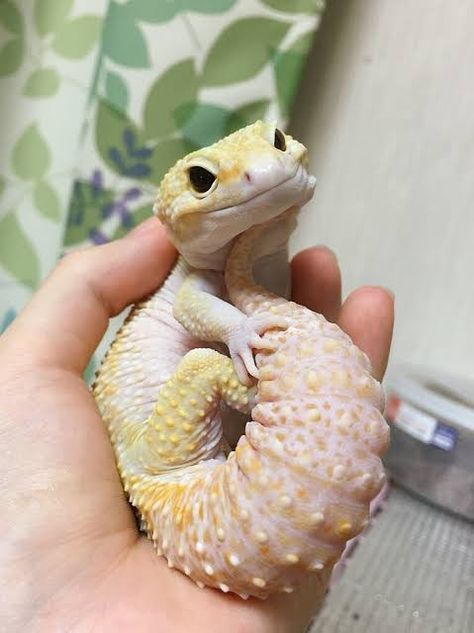 Leopard Gecko Cute, Silly Animal Pictures, Funny Lizards, Cute Gecko, Cute Lizard, Cute Reptiles, Cute Small Animals, Pet Snake, Leopard Gecko