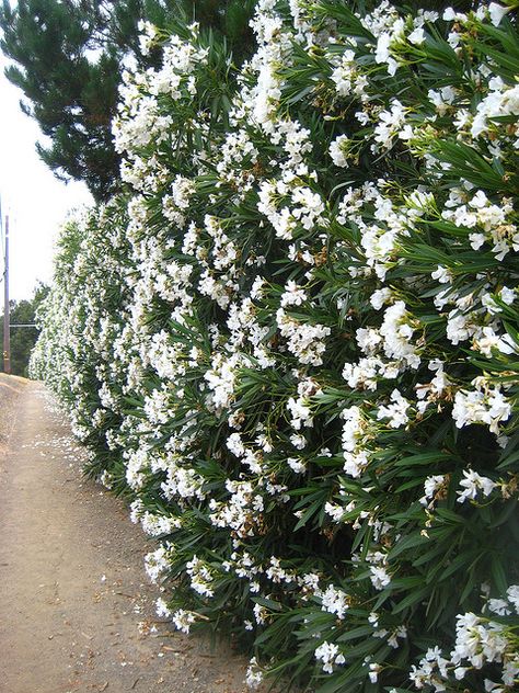 Oleander -can't wait to see it in my backyard after seeing it everywhere in Italy! Oleander Hedge, Flowering Hedge, Oleander Plants, Nerium Oleander, White Oleander, Privacy Hedge, Garden Hedges, Privacy Plants, France Style