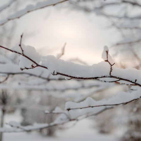 Snow Covered Branches, Calligraphy Paintings, Snow Photos, Snow Images, Chestnut Trees, Outdoor Park, Website Backgrounds, Calligraphy Painting, Snow Scenes