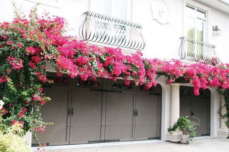 Bougainvillea over garage door Bougainvillea Trellis, Over Garage Door, Garage Trellis, Coastal Home Exterior, Spanish Exterior, Backyard Table, Front Yard Patio, Garage Pergola, Garage Style