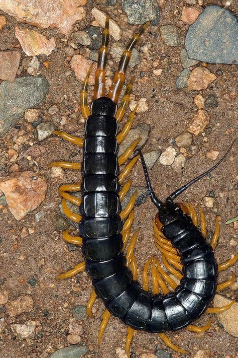 ˚Centipede, Turk Mine, Zimbabw from Flickr Weird Insects, Creepy Animals, Insect Photography, Bug Tattoo, Cool Bugs, Curious Creatures, Arthropods, Weird Shapes, Creepy Crawlies