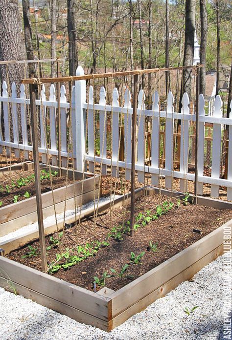 Staking Peas, Trellis Peas, Snap Pea Trellis, Climbing Vegetables, Pea Trellis, Growing Peas, Tomato Trellis, Growing Garden, Diy Garden Trellis