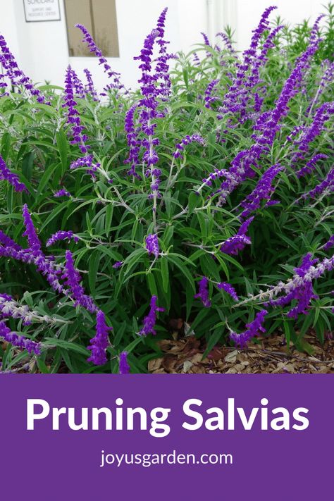 Salvia Hedge, Salvia Flower Bed, What To Plant With Salvia, Salvia Flower, Salvia Garden, Salvia Plant, Salvia Greggii, Salvia Plants, Yard Plants