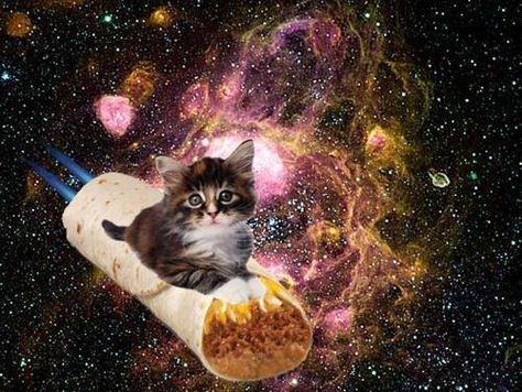 #cat #burrito #space #galaxy Make A Website, 2013 Swag Era, Galaxy Cat, Nyan Cat, One Small Step, Silly Cats Pictures, Small Step, Because I Can, Silly Animals