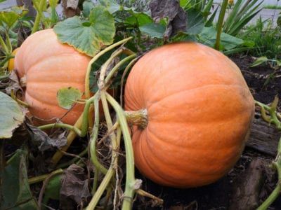 Raised Garden Bed For Pumpkins: Pumpkin Planting In Raised Beds Pumpkin Raised Bed, Companion Planting Pumpkin, Pumpkin Garden Bed, Pumpkin Planting, Harvesting Pumpkin Seeds To Plant, How To Grow Big Pumpkins, Planting Pumpkin Seeds, Winter Squash Varieties, Tomato Fertilizer