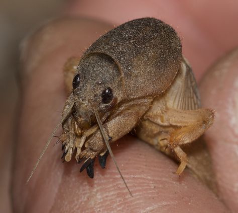 Mole Cricket, Cool Insects, Bug Collection, Cool Bugs, Beautiful Bugs, Creepy Crawlies, Arthropods, Arachnids, Bugs And Insects