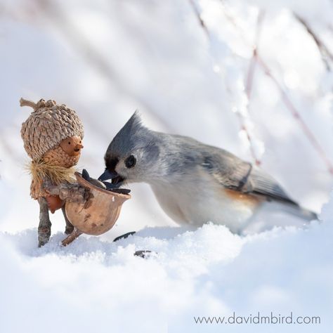 David Bird, Acorn People, Woodland Crafts, Acorn Art, Acorn Crafts, Fairy Stuff, Animal Behavior, Wildlife Animals, Lost And Found