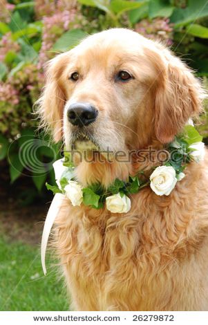 Wedding Dog Collar, Flower Collar, A Golden Retriever, Wedding Pets, Flower Crown Wedding, Dog Flower, Dog Wedding, Jolie Photo, Retriever Dog