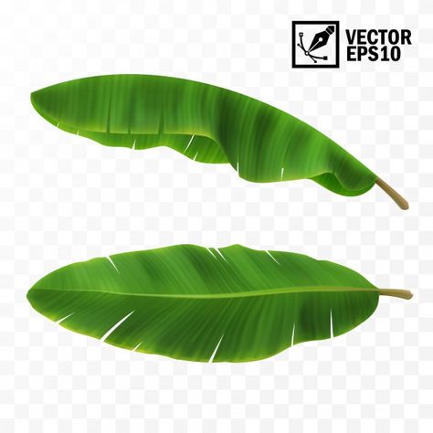 Vector Leaf, Banana Leaf Art, Trees Top View, Banana Palm, Interior Architecture Drawing, Banana Plants, Instagram Words, Green Banana, Banana Tree