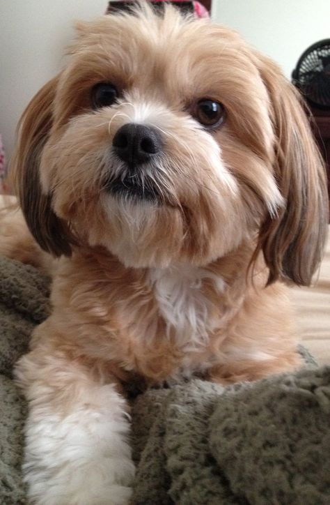 Shih Tzu Yorkie Mix Dogs, Red Havanese, Bichon Shih Tzu, Dog Hugs, Maltipoo Dog, Cute Small Dogs, Daisy Dog, Dog Grooming Tips, Dog Haircuts