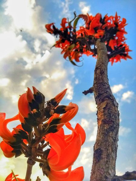 Palash Flower Photo by Pramit Majee — National Geographic Your Shot Palash Flower, Purva Phalguni, Lakshmi Images, Plant Photography, Shot Photo, Green House, National Geographic Photos, Flowering Trees, Art Styles