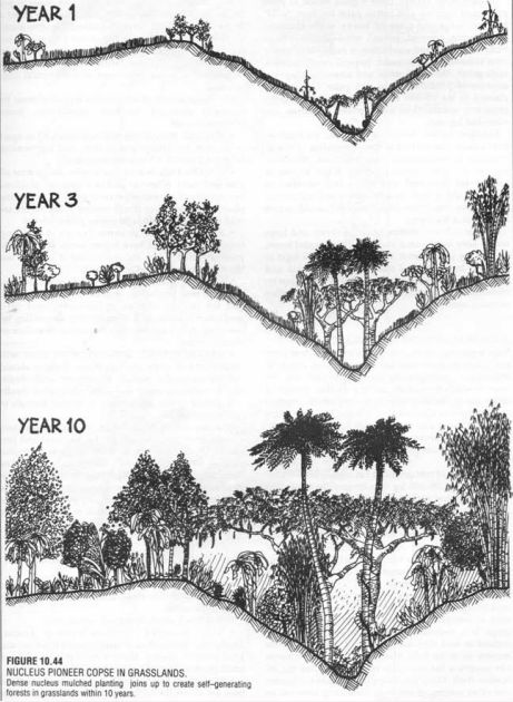 101 PERMACULTURE DESIGNS, downloadable imgur album - Imgur Ecosystem Design, Starting Garden, Planting Seed, Food Forest Garden, Album Designs, Winter Vegetable, Garden Layouts, Veggie Gardens, Permaculture Gardening