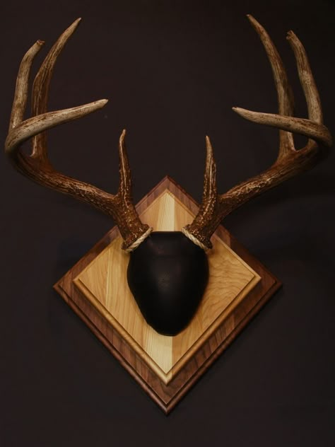 Deer Antler Mount Ideas, Antler Mount Ideas, Deer Mount Decor, Diy Antler, Deer Mount Ideas, Antler Mounts, Deer Antler Mount, Deer Skull Mount, Mounted Antlers