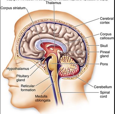 This picture shows the different parts of the brain. It is important to know the different kinds of parts because your brain is in charge of your whole body. Without your brain you would not have common sense or know what to do. Just like your heart , the brain is constantly moving and giving messages in order for your body to keep on moving. Different Parts Of The Brain, Anaerobic Respiration, Brain Diagram, Science Chart, Parts Of The Brain, Brain Models, Brain Parts, Keep On Moving, Basic Anatomy