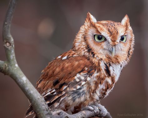 Red Eastern Screech Owl by ryangallagherart Owl Reference Photo, Screech Owl Drawing, Owl Aesthetic, Foto Macro, Eastern Screech Owl, Owl Photography, Screech Owl, Barred Owl, Owl Photos