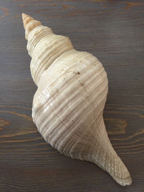 Knobless wonder horse conch Horse Conch Shell, Seashell Identification, Shell Tattoo, Zen Pictures, Shell Tattoos, Ocean Treasures, Clay Craft, Marine Fish, Marco Island