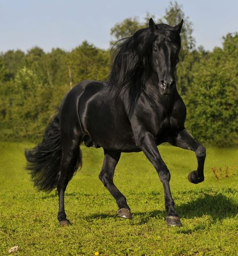 Lusitano Horse, Horse Facts, Black Stallion, Akhal Teke, Andalusian Horse, Black Horses, Most Beautiful Horses, Most Beautiful Animals, Friesian Horse