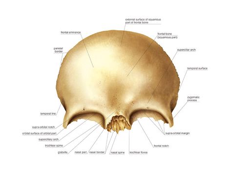 Frontal Bone, Skull Anatomy, Study Motivation, Anatomy, Bones, Medicine, Quick Saves