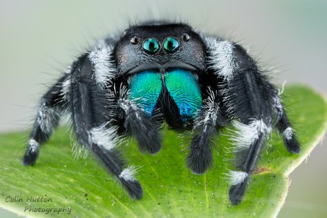 Pretty Spiders, Jumping Spider Drawing, Bold Jumper Spider, Jumping Spiders, Cute Jumping Spider, Blue Jumping Spider, Bold Jumping Spider, White Jumping Spider, Purple Jumping Spider