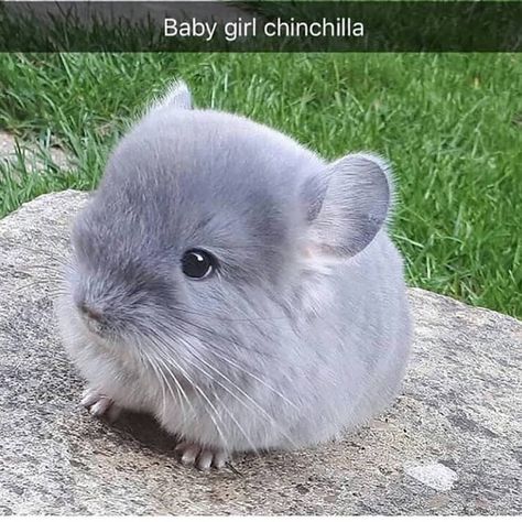 FUNNY ANIMALS’s Instagram photo: “😊😊😊😊(@camerons_chinchillas )” Chinchilla Cute, Chinchilla Pet, Cute Small Animals, Chinchillas, Super Cute Animals, Pretty Animals, Silly Animals, Fluffy Animals, Cute Animal Photos