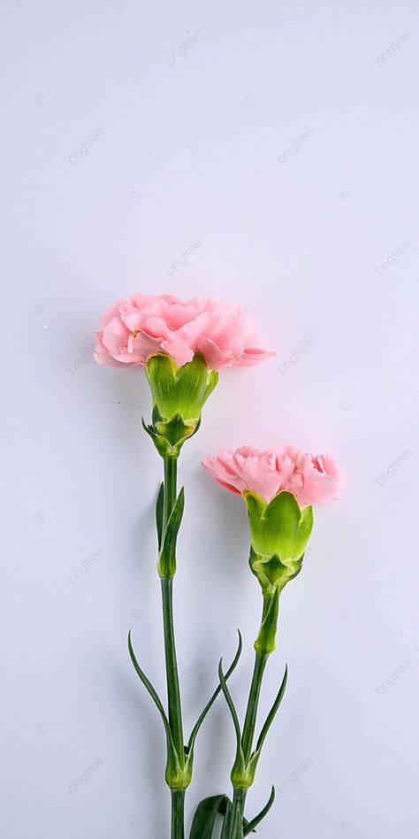 Carnation Plants, White Background Photography, Plant Cartoon, White Rose Flower, Plant Background, Purple Plants, Flower Line Drawings, White Plants, Carnation Flower