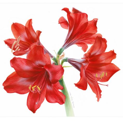 Amaryllis Painting, Amaryllis Flower, Botanical Artists, Red Amaryllis, Cherry Blossom Painting, Amaryllis Flowers, Peony Painting, Watercolor Red, Flower Prints Art