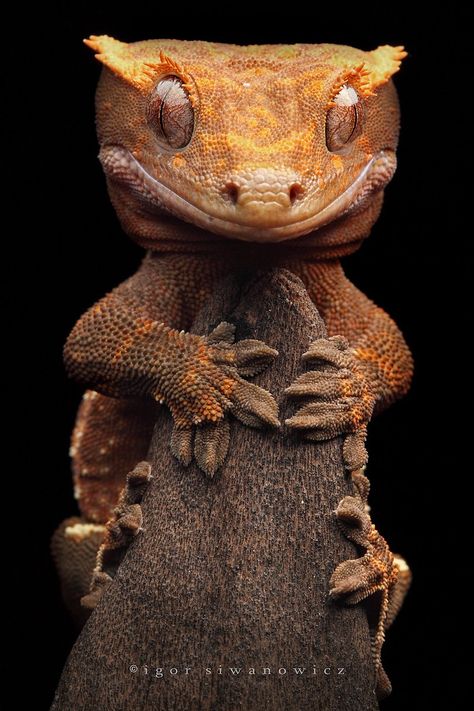 my stick. all mine. Macro Fotografia, Animal Close Up, Crested Gecko, Unusual Animals, Reptiles And Amphibians, 판타지 아트, Weird Animals, Animal Planet, Gecko