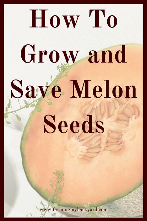 How To Save Watermelon Seeds, Cantaloupe Seeds, Melon Seeds, Winter Melon, Summer Harvest, Honeydew Melon, Watermelon Seeds, Gardening 101, Seed Saving