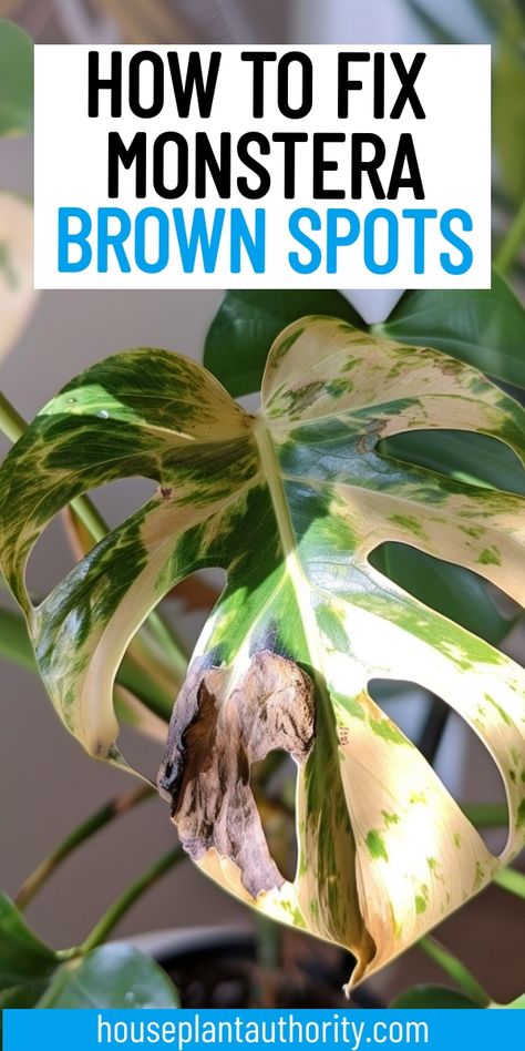 Our article on Monstera brown spots offers valuable insights and practical tips for plant care. Discover essential Monstera plant care advice to keep your indoor houseplants healthy and vibrant. Monstera Vine Plant, Brown Spots On Plant Leaves, Repotting A Monstera Plant, Albo Monstera Plant, Monstera Plant Care Indoor, Brown Spots On Monstera Leaves, Indoor Monstera Plant, Monstera Pot Ideas, Repotting Monstera