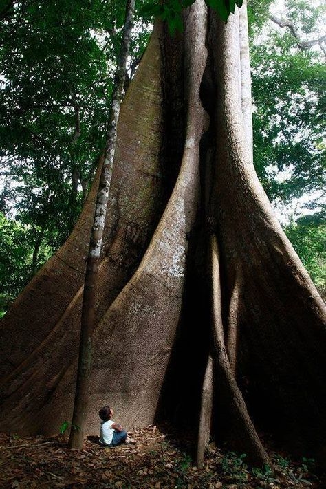 Samaúma – A rainha da floresta – Café, Amor e Beterraba! Dark Green Academia, Rainforest Trees, Green Academia, Nature Room, Jungle Tree, Tree Hugger, Nature Tree, My Heritage, Tropical Garden