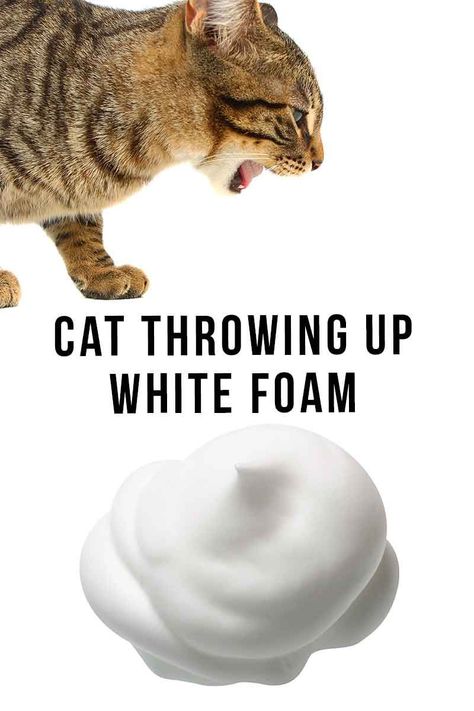 Cat Vomit, Maltese Grooming, Cat Throwing Up, Cat Medicine, Cat Diseases, Cat Brain, Cat Tips, Sick Cat, Cute Cat Memes