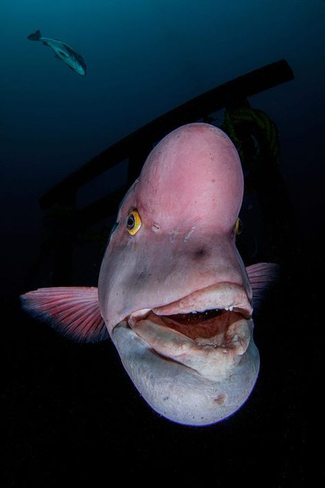 Underwater Photographer of the Year announces 2021 contest winners Under The Sea Images, Basking Shark, Sea Explorer, The Great Migration, Meaningful Pictures, Reef Shark, Underwater Photographer, Lion Fish, Marine Conservation