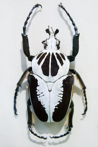 Cool Insects, Cool Bugs, A Bug's Life, Beetle Bug, Beautiful Bugs, Creepy Crawlies, Insect Art, Arthropods, Arachnids