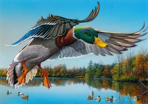 Waterfowl Art, Lup Singuratic, Wild Duck, Hunting Art, Pheasant Hunting, Wildlife Pictures, Duck Art, Bird Hunting, Mallard Duck