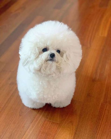 Bichon Frise Full Grown, White Bichon Frise, Bijon Frise, Bichon Fries, Bichon Maltese, Bichon Frise Puppy, Pekingese Dogs, Bichon Frise Dogs, Maltese Dog