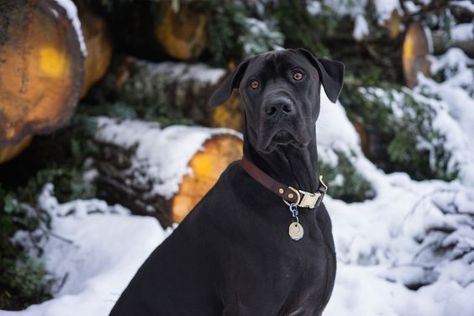 Great Dane Lab Mix, Great Dane Facts, Best Guard Dog Breeds, American Labrador, Great Dane Temperament, Guard Dog Breeds, Great Dane Mix, Best Guard Dogs, Great Dane Puppy