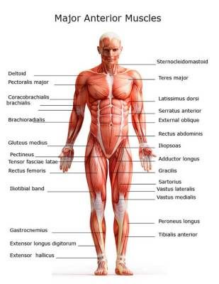 Scientists make old muscles young again in attempt to combat aging An international team of scientists have identified for the first time a key factor responsible for declining muscle repair during... Body Muscle Anatomy, Muscle Diagram, Human Muscle Anatomy, Yoga Anatomy, Human Body Anatomy, Muscular System, Muscle Anatomy, Human Anatomy And Physiology, Medical Anatomy