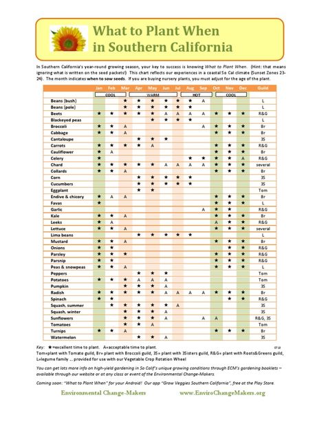 The trick to year-round vegetable harvests in Southern California is knowing What To Plant When. Planting time recommendations on the backs of seed packets, or in national or European garden books, are often quite inappropriate for our unique climate. Instead, we need to look to local experiences. Environmental Change-Makers has maintained a high-production food garden in the Westchester neighborhood of Los Angeles since 2005. This document --core to our monthly organic vegetable gardening ... Gardening In South Carolina, Southern Ca Vegetable Garden, Southern California Gardening, Socal Veggie Garden, Zone 10b Planting Schedule, Gardening In California, Gardening In Southern California, Garden Southern California, Socal Garden