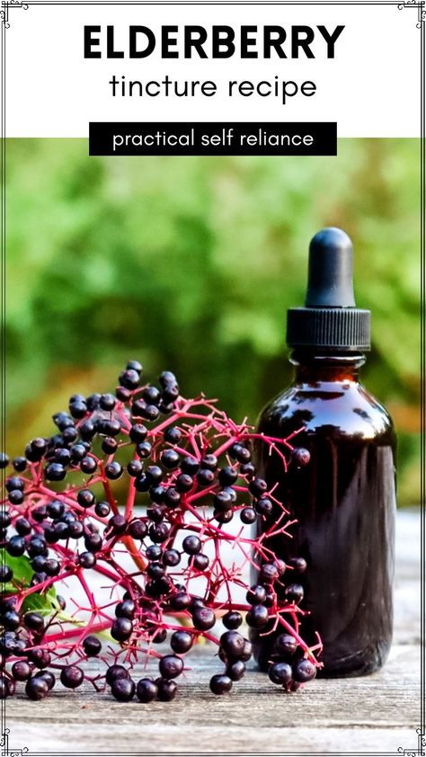 Elderberry Tincture Recipe: Herbalism for Beginners - This fresh elderberry tincture recipe is so easy to make with fresh or dried elderberries and vodka. It's the perfect herbalism for beginners recipe and the best way to take your herbal medicine. Elderberries have a ton of health benefits that boost the immune system during the fall and winter cold and flu season. Elderberry Tincture Recipe, Elderberry Tincture, Dried Elderberries, Elderberry Plant, Tinctures Recipes, Natural Immune Boosters, Immune Booster, Plant Medicine, Herbal Tinctures