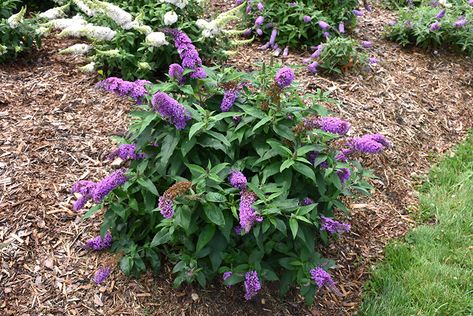 Butterfly Bush In Container, Landscaping With Butterfly Bushes, Periwinkle Butterfly, Buddleia Butterfly Bush, Black Knight Butterfly Bush, Pekin Illinois, Compact Garden, Lilac Plant, Pugster Amethyst Butterfly Bush